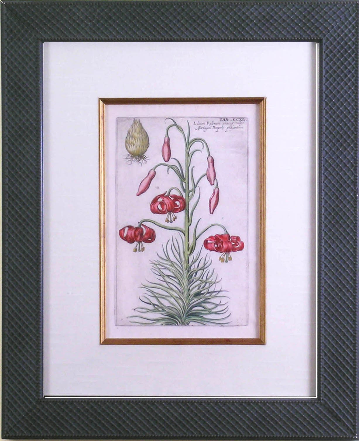 CCXL.  Red Lily - Print by Johann Theodor De Bry