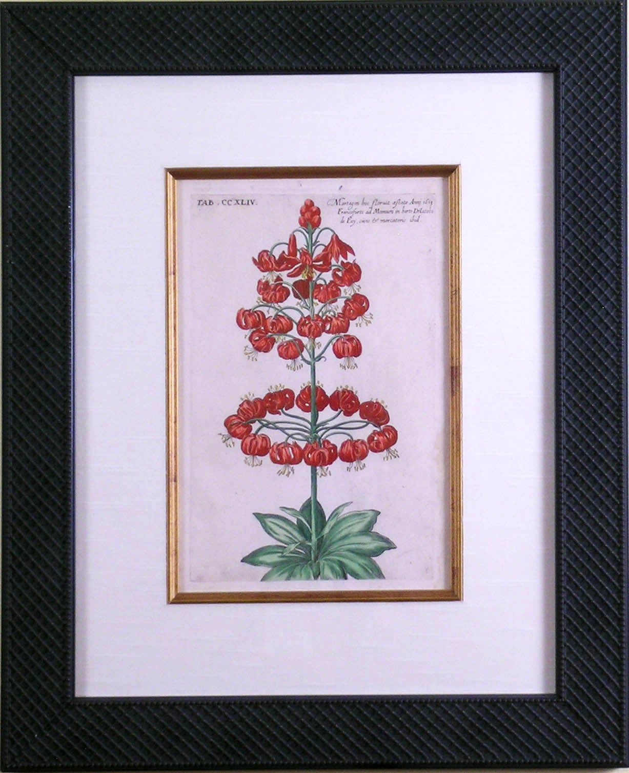 CCXLIV.  Red Lily - Print by Johann Theodor De Bry