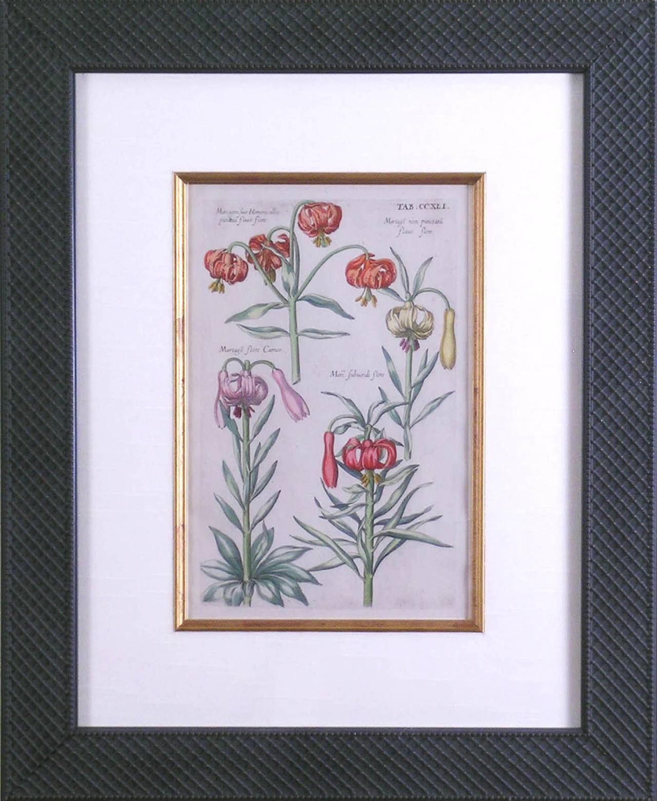 CCXLI.  Lily - Print by Johann Theodor De Bry