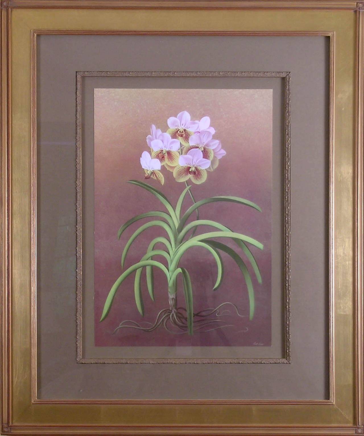 Vanda Sanderiana  (Whaling-Whaling Orchid) - Print by Paul Jones b.1921