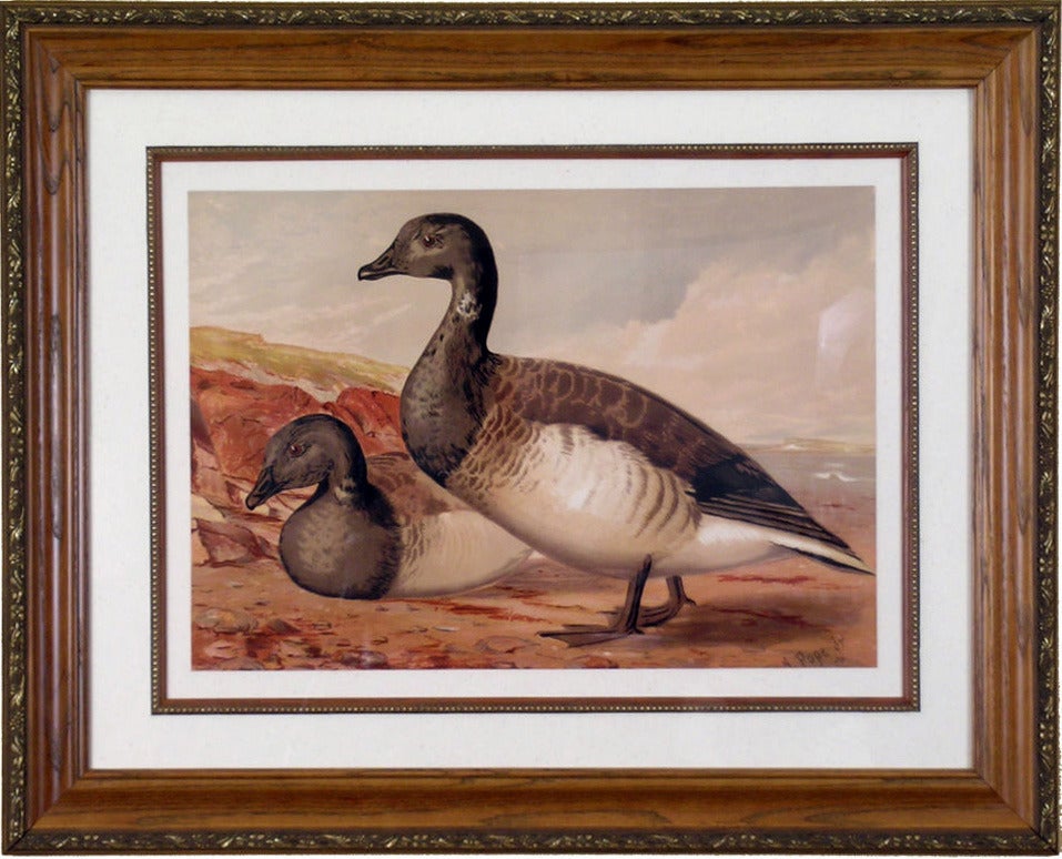 Brant Goose - Print by Alexander Pope