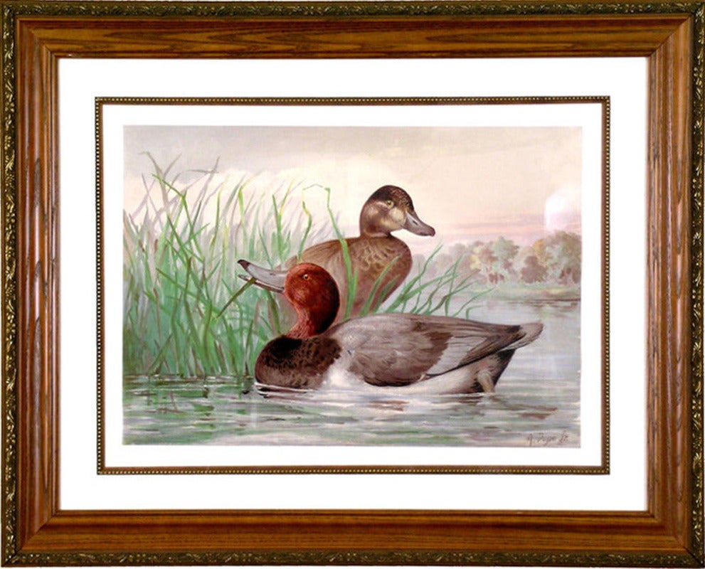 Redhead (Duck) - Print by Alexander Pope