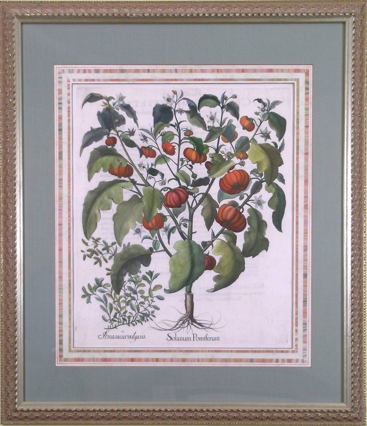Solanum Pomiferum Tomato Vegetable - Print by Basilius Besler