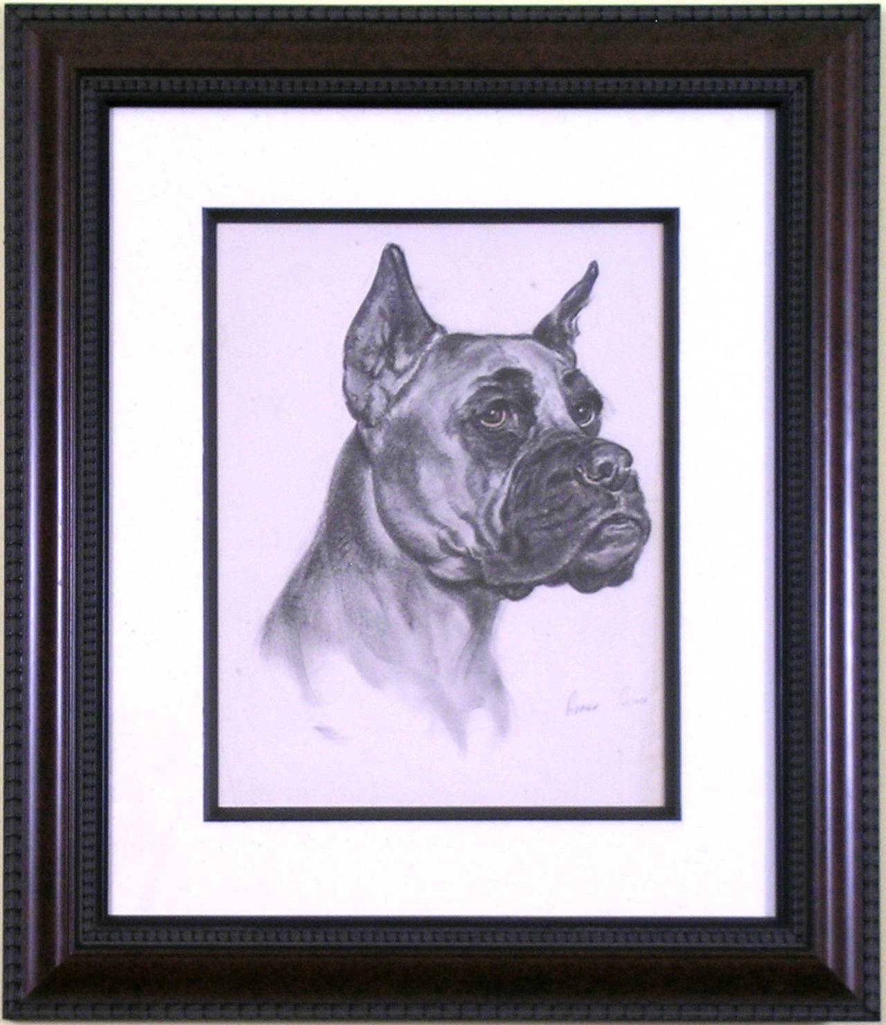 Boxer - Print by Diana Thorne