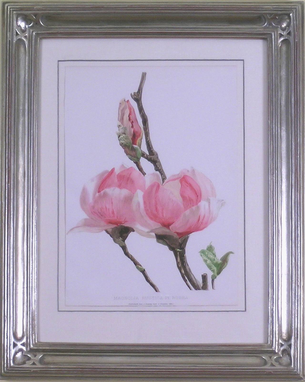 Magnolia Rustica Rubra - Print de Henry George Moon