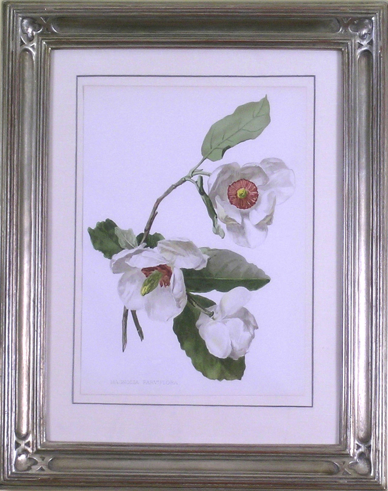 Magnolia Parviflora - Print by Henry George Moon