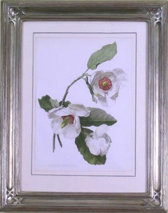Magnolia Parviflora