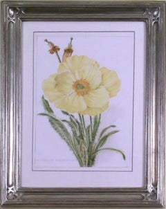 Meconopsis Integrifolia (Lampshade Poppy)