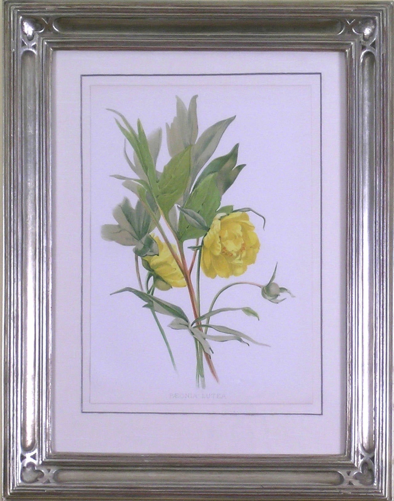 Paeonia Lutea (Yellow Peony) - Print by Henry George Moon