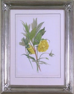 Antique Paeonia Lutea (Yellow Peony)