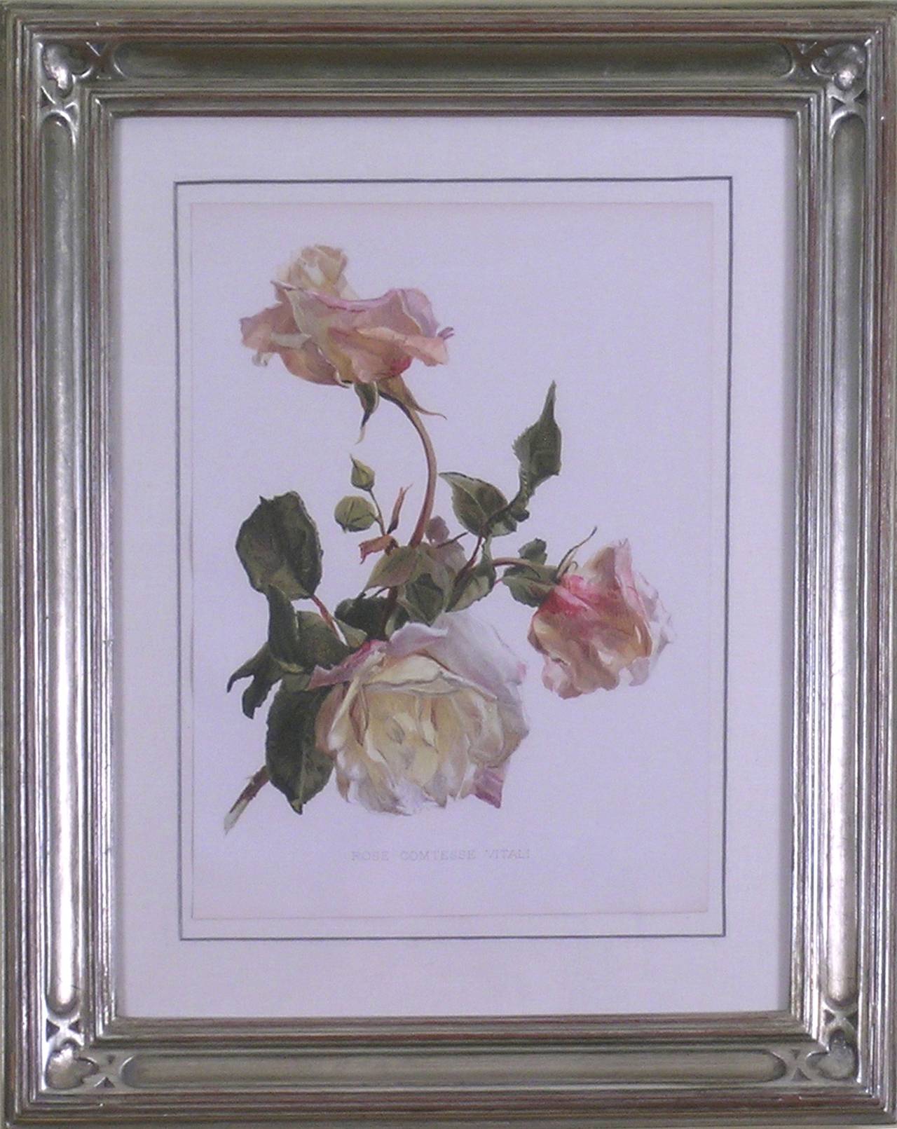 Rose Comtese Vital - Print by Henry George Moon