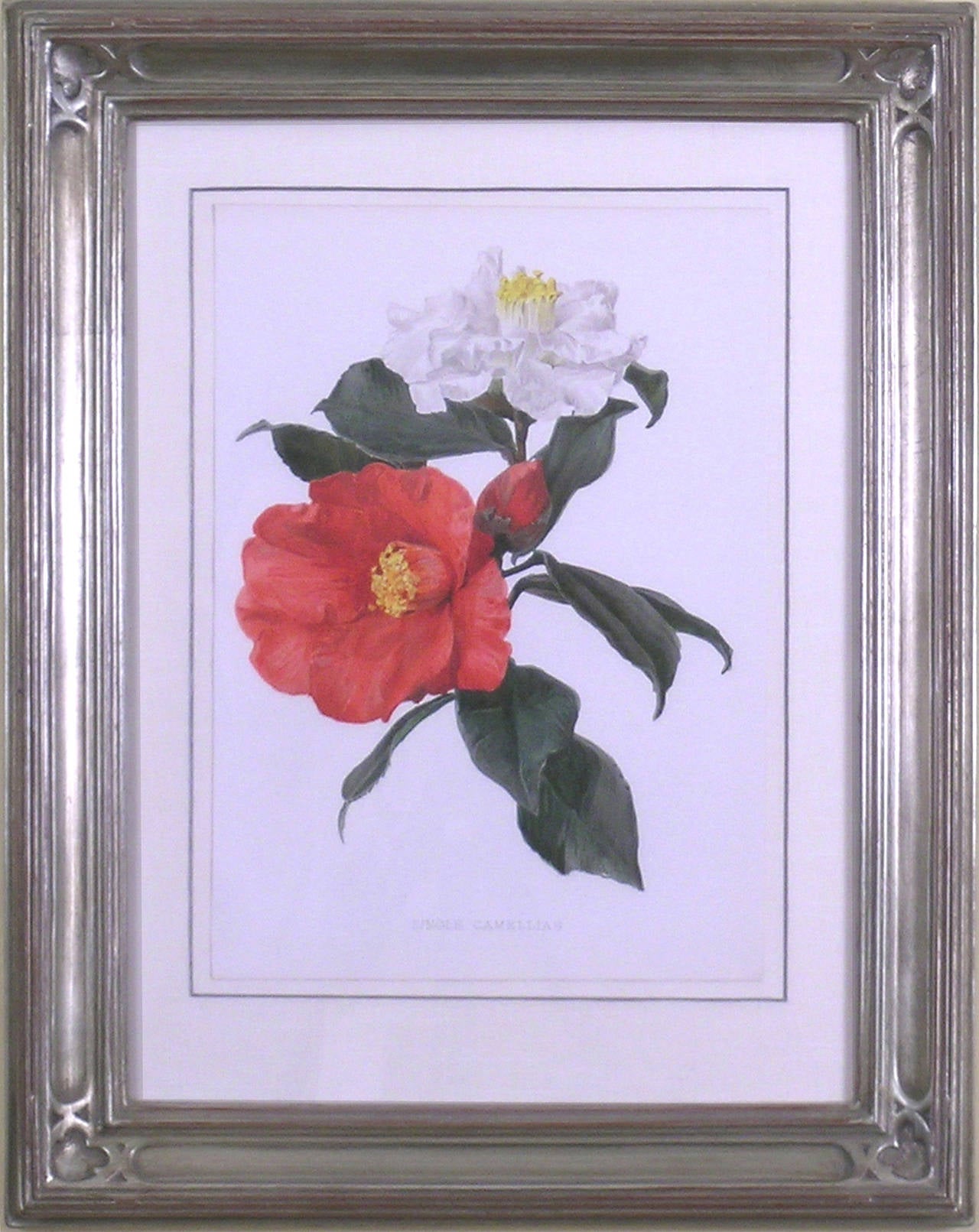 Single Camellias - Print by Henry George Moon