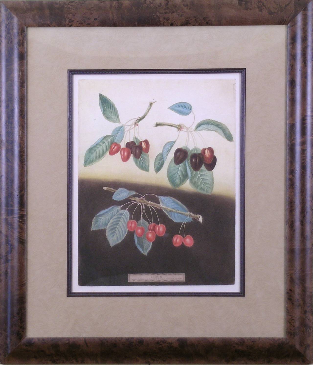 Cherries.  Plate IX. - Print by george brookshaw