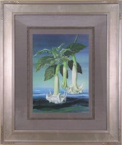Datura Aborea (Angel's Trumpet)