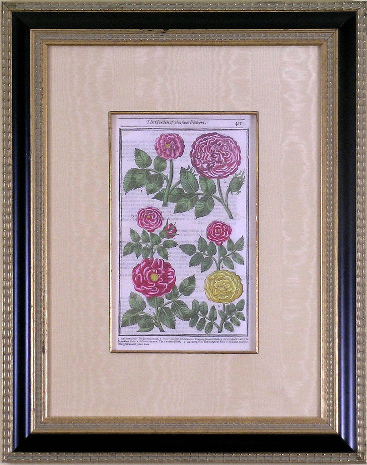 Rosa (Roses) - Print by John Parkinson