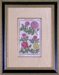 Antique Rosa (Roses)