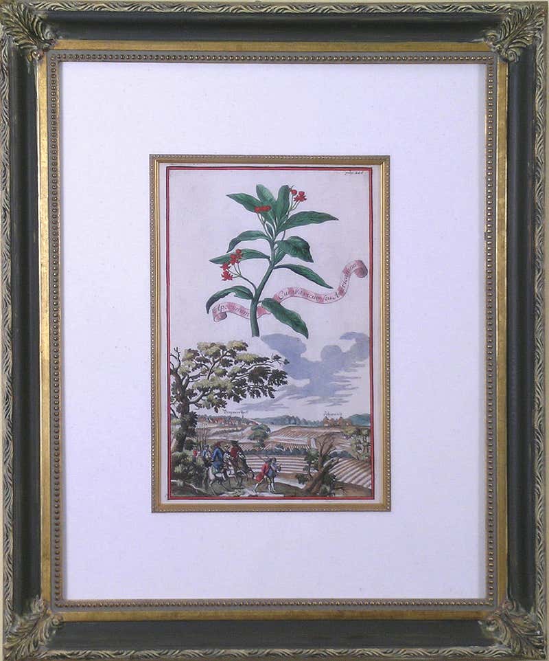 Dr. Robert John Thornton - Indian Reed (Cana) For Sale at 1stDibs ...