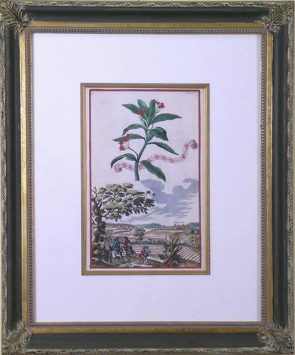 Dr. Robert John Thornton - Indian Reed (Cana) For Sale at 1stDibs ...