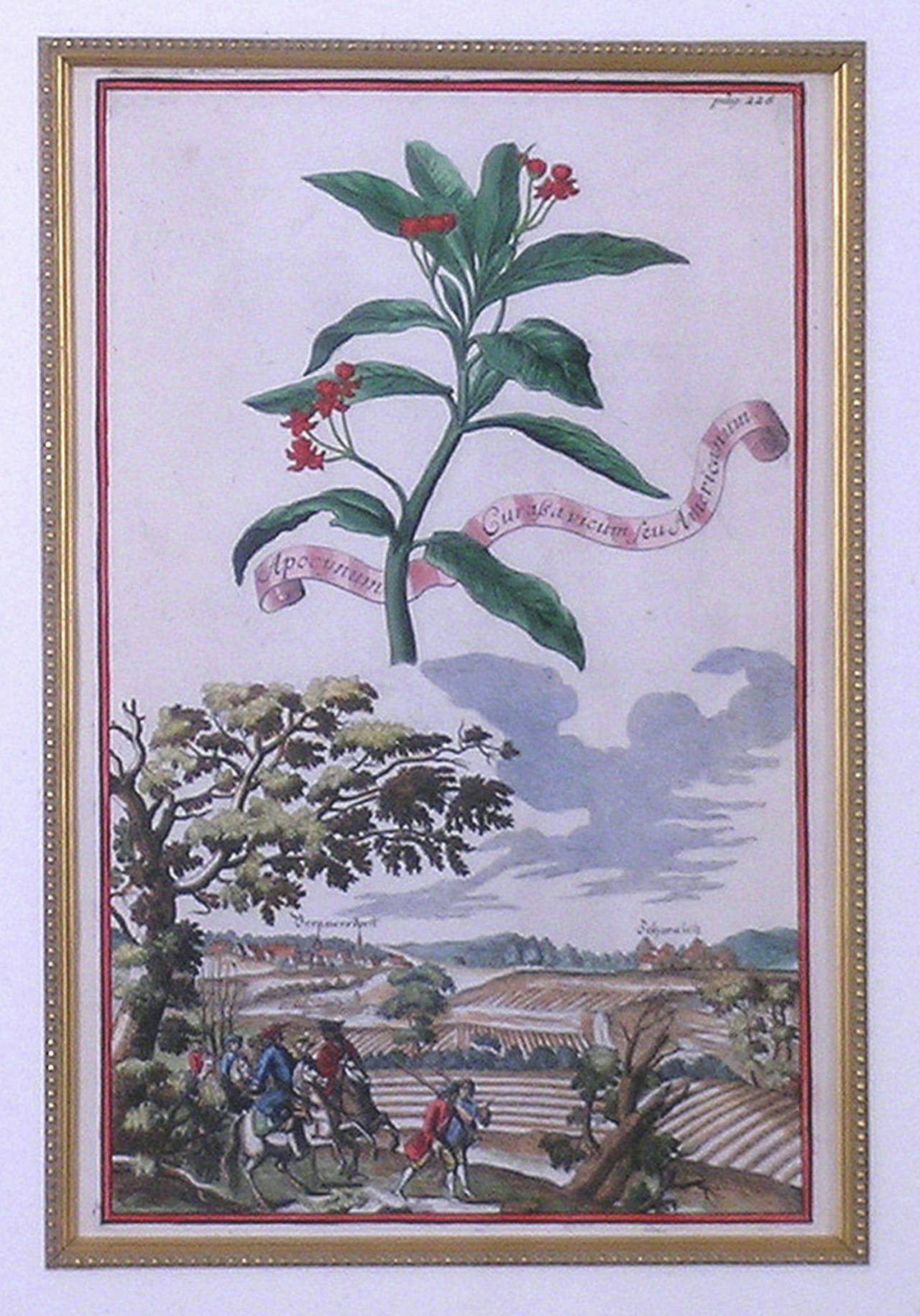 Apocynum (Scarlet Pimpernel)