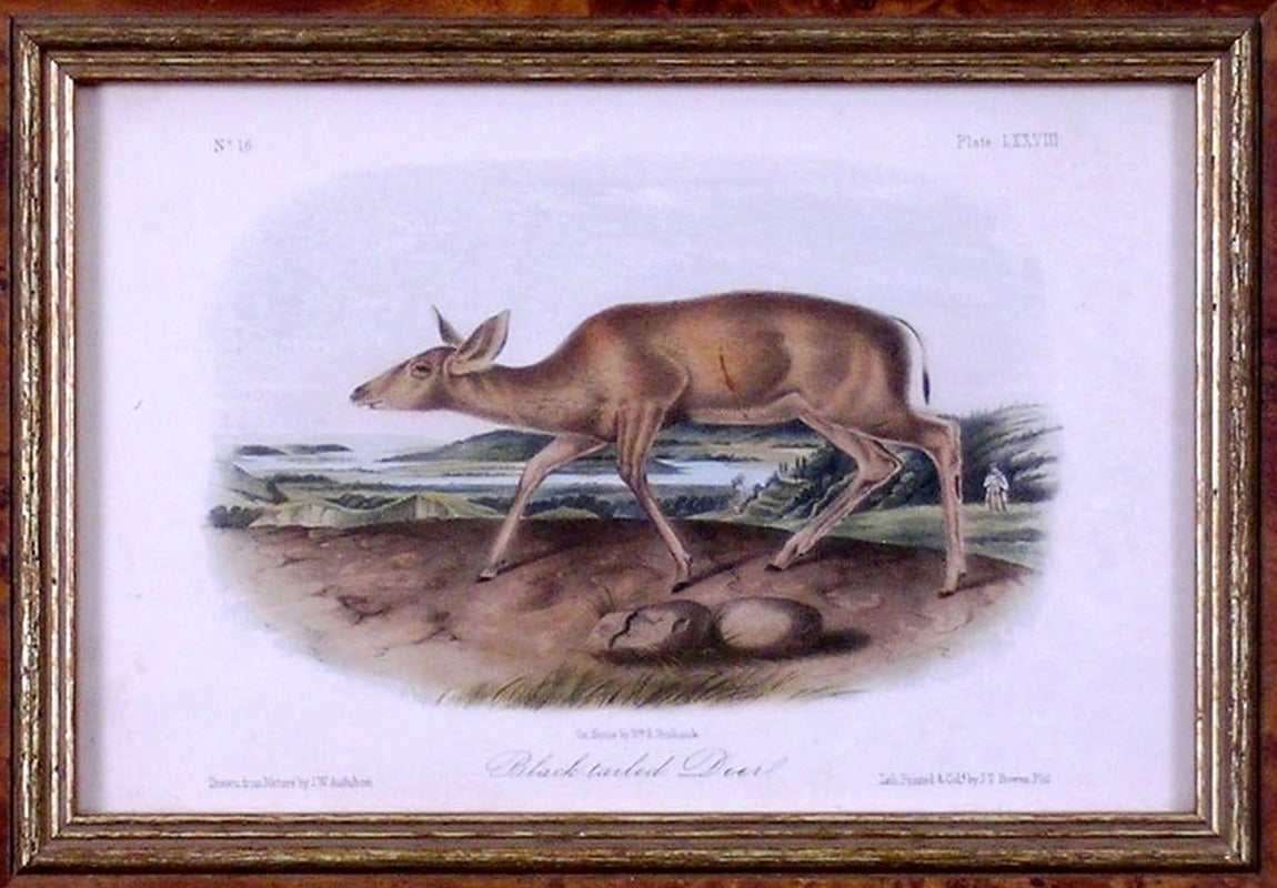 Black-tailed Deer - Academic Print by John James Audubon