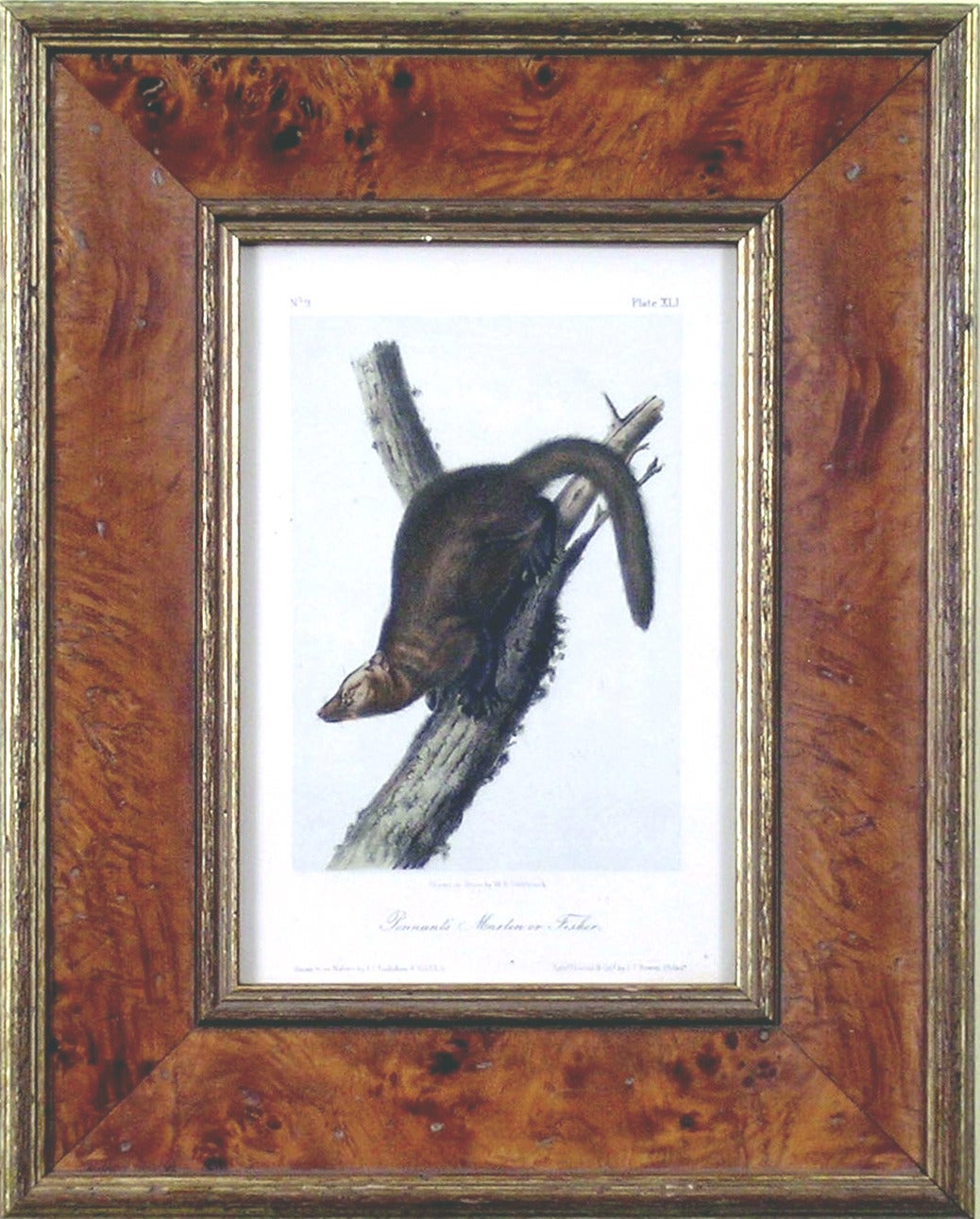 Pennant's Marlon or Fischer - Print by John James Audubon