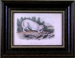 Antique White American Wolf