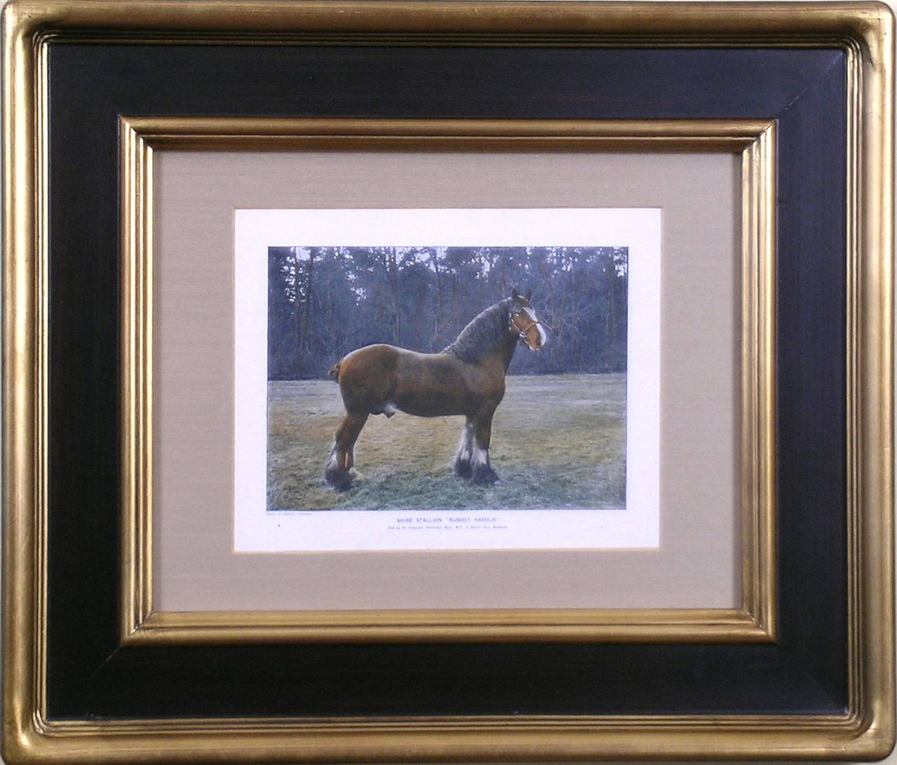 The Shire Stallion - Print by Samuel Sydney