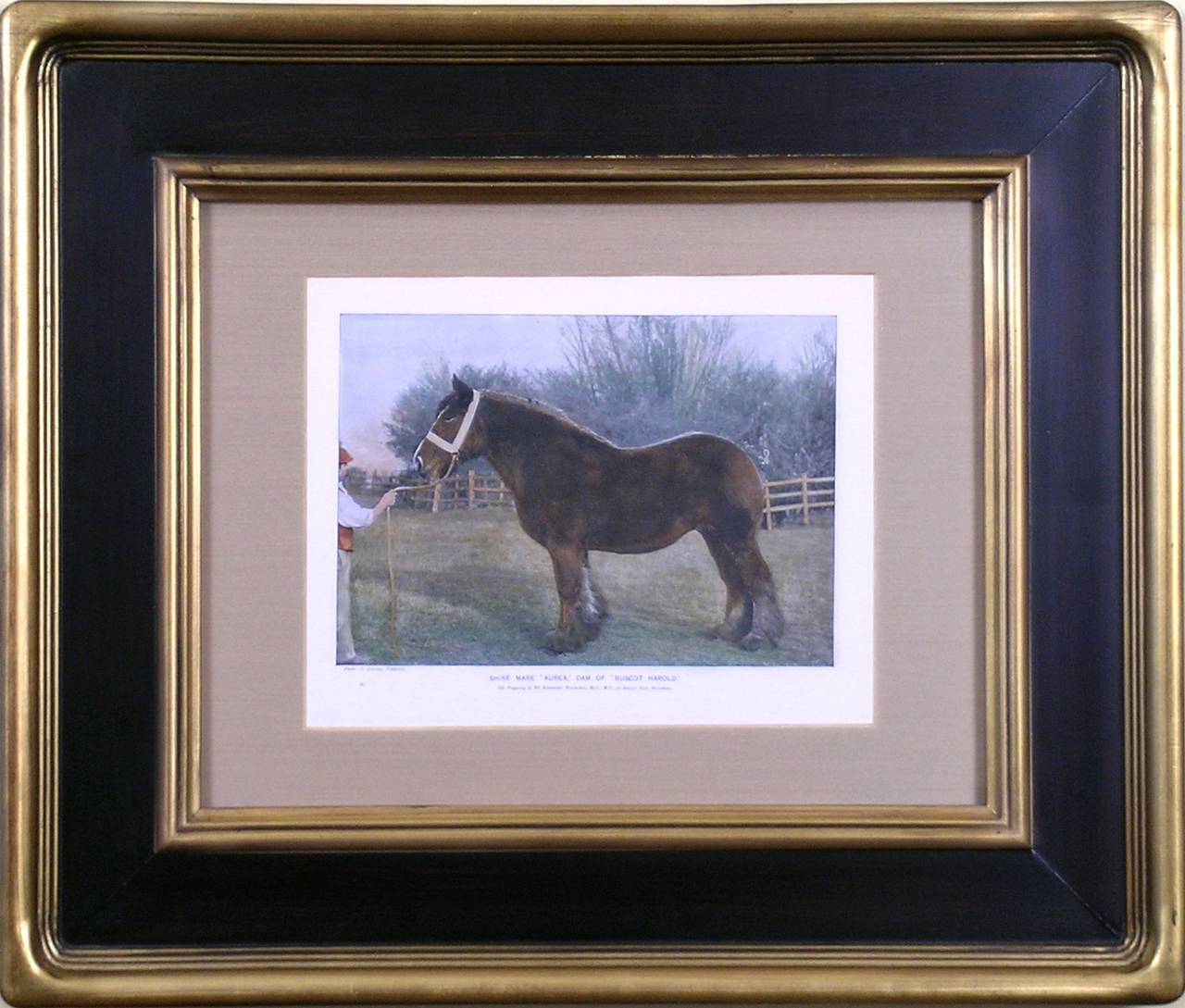 The Shire Mare - Print by Samuel Sydney