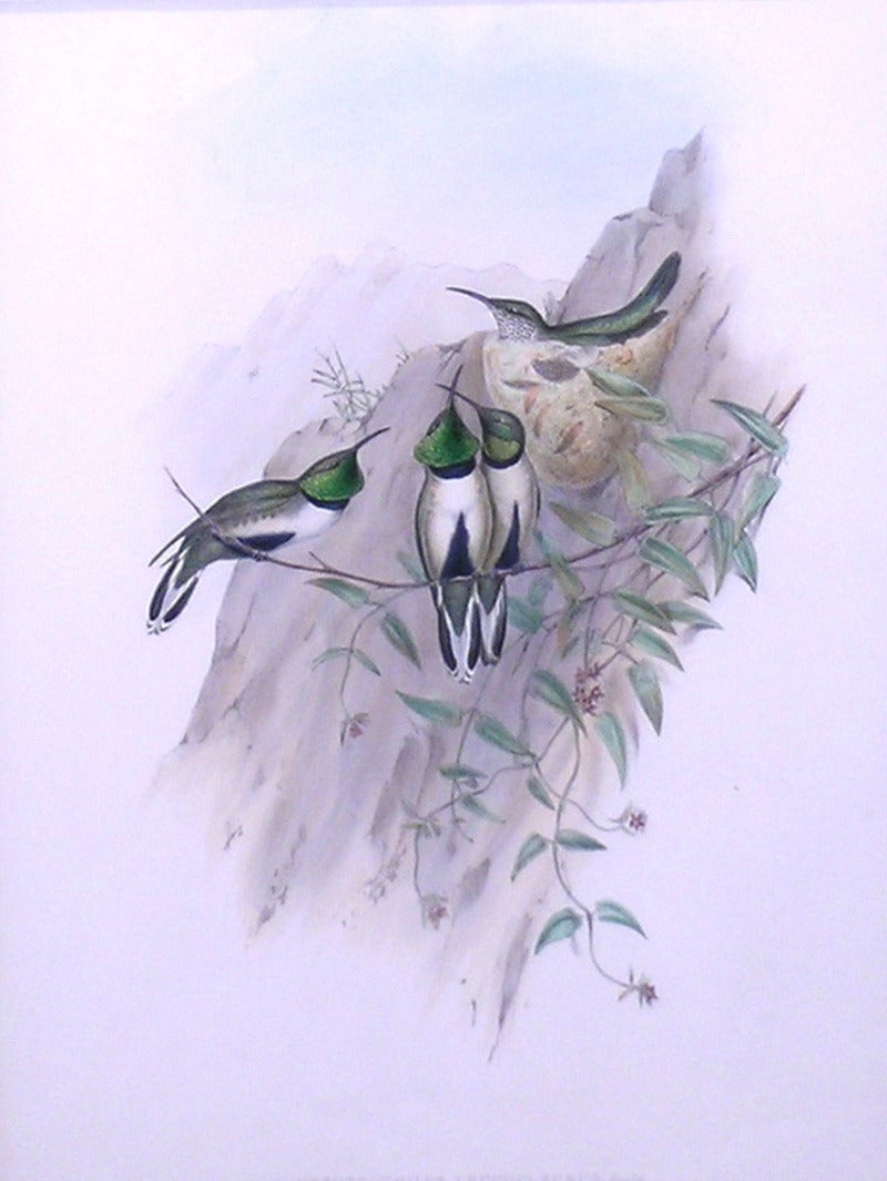 john gould hummingbird prints 1861