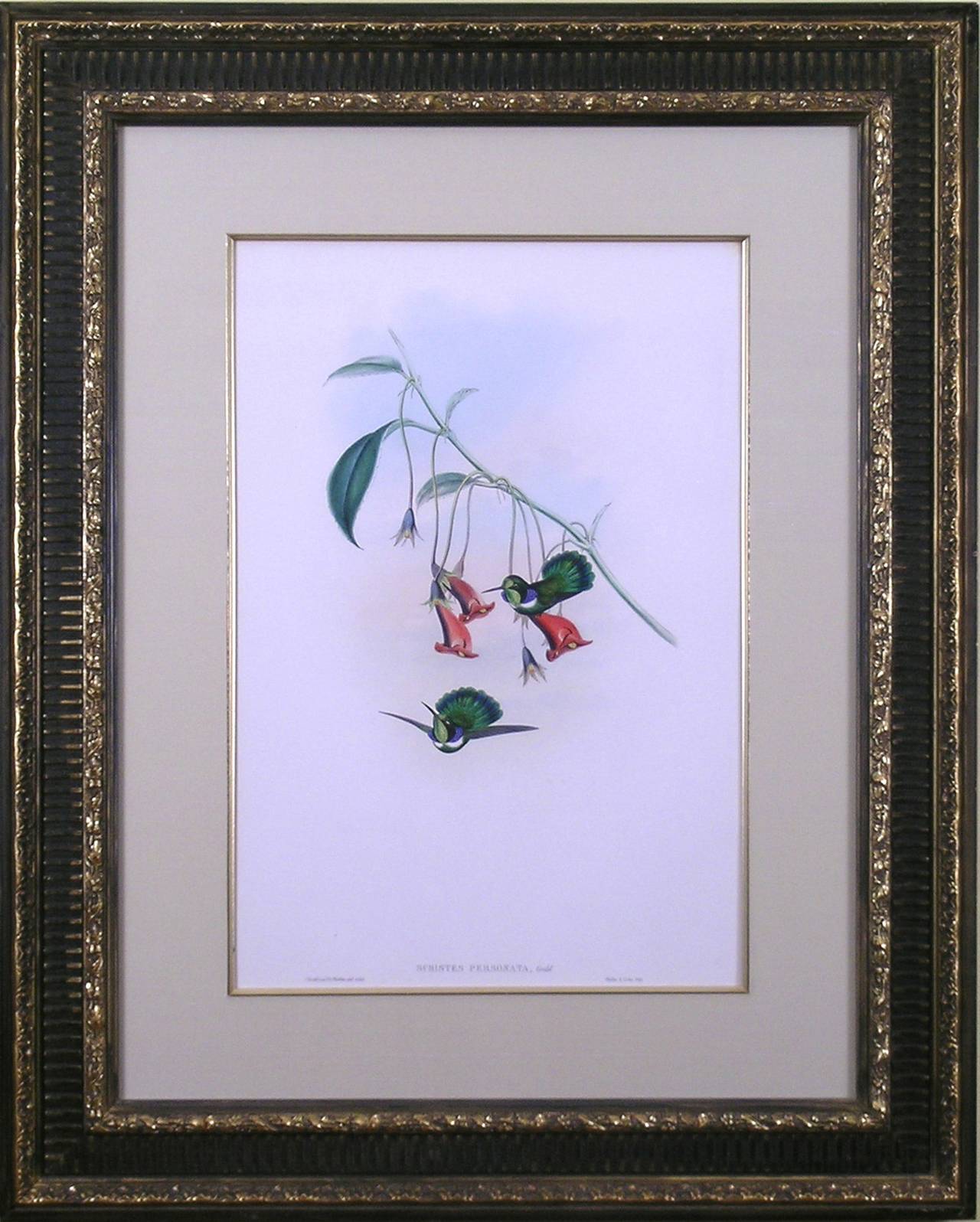 Schistes Personata (Hummingbird) - Print by John Gould