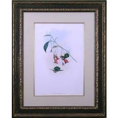 Schistes Personata (Hummingbird) 4