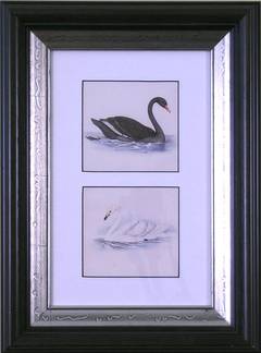 Black Swan and Whistling Swan