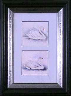 Antique Mute Swan & Bewick's Swan