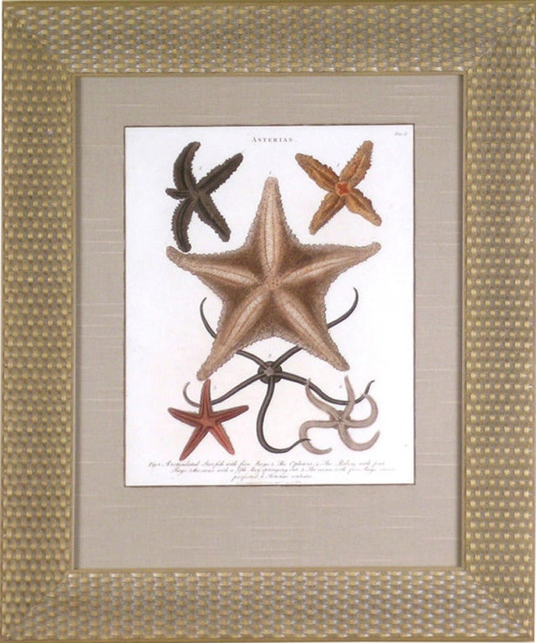 Asterias (Starfish)