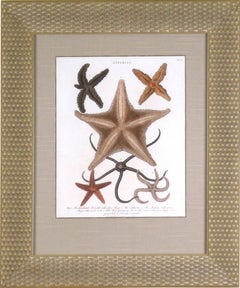 Antique Asterias (Starfish)