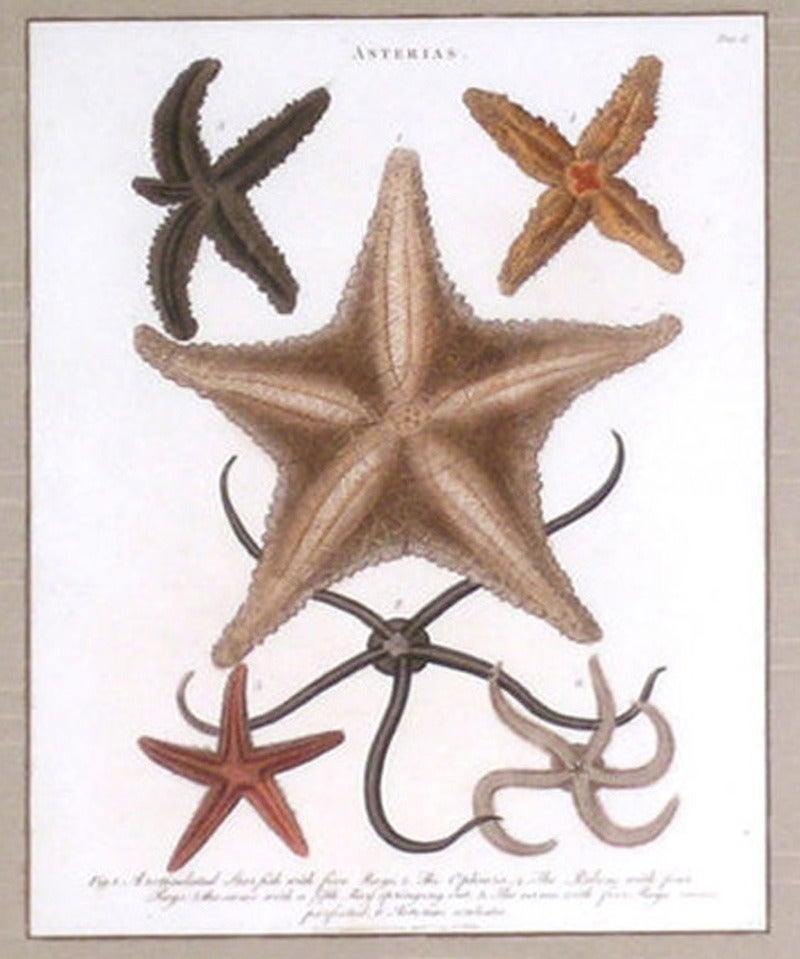 asterias starfish diagram
