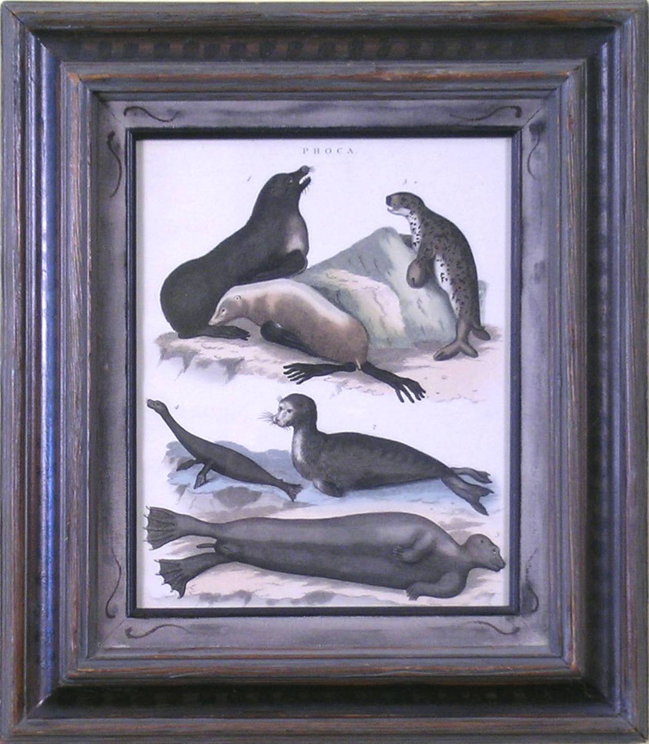 Phoca (Seals) - Print by John Wilkes