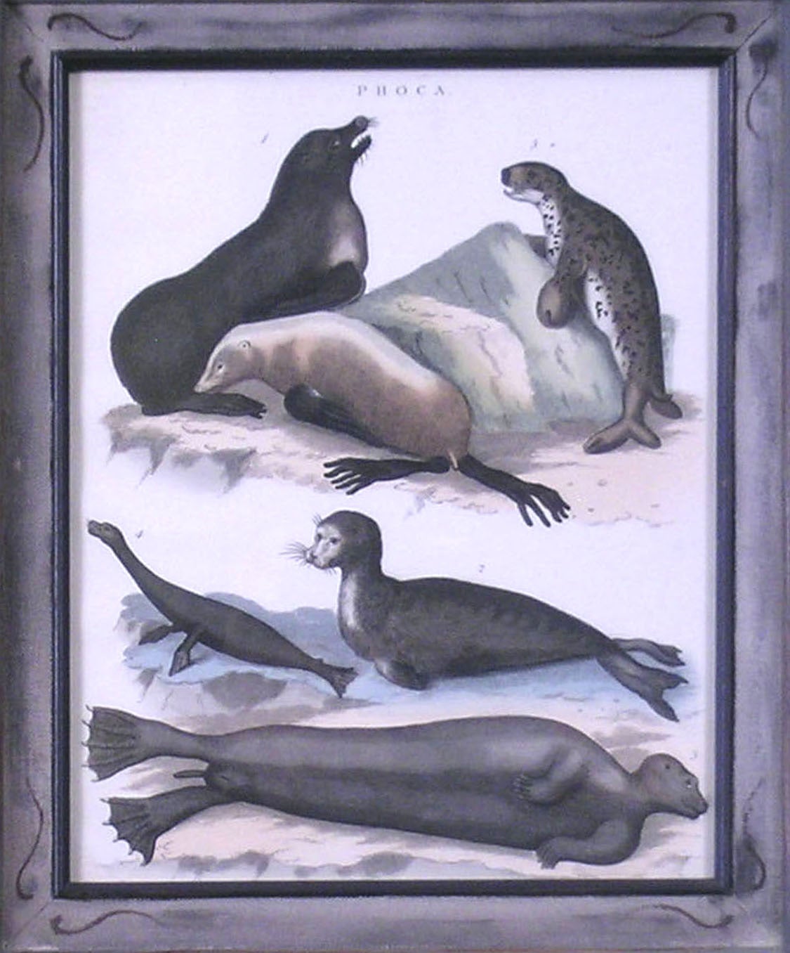 Phoca (Seals) - Academic Print by John Wilkes