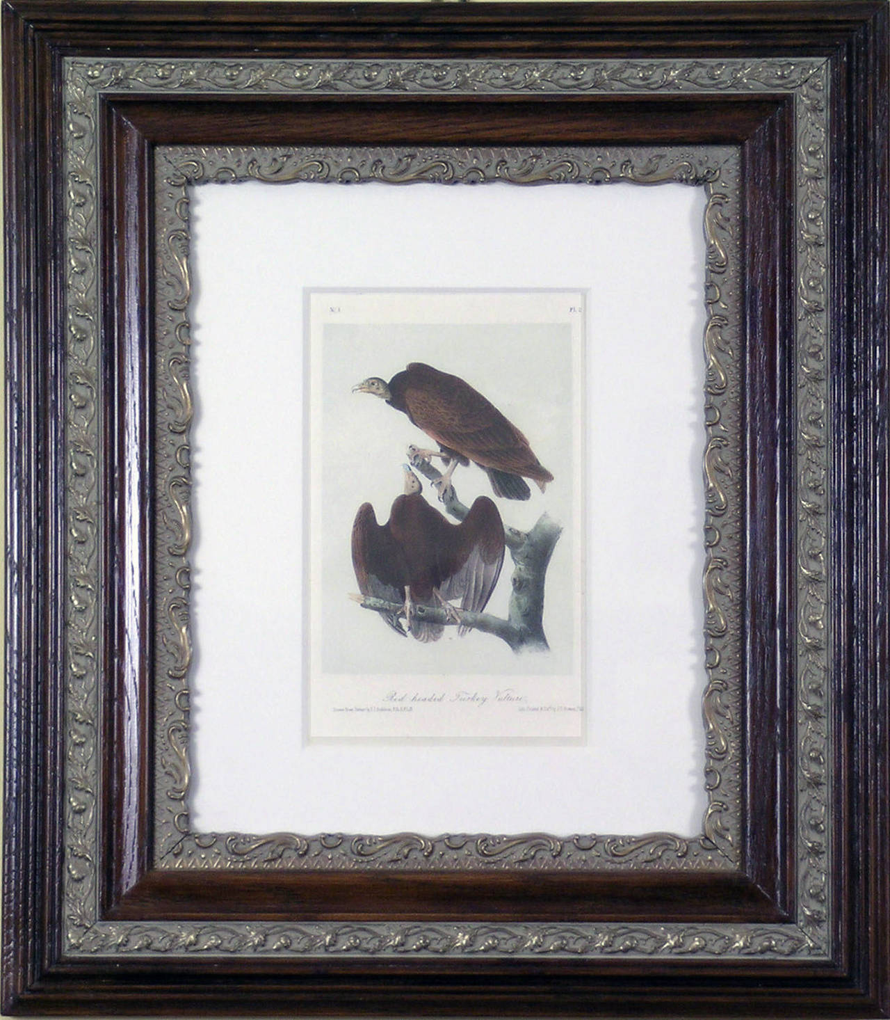 Red-headed Turkey Vulture - Print by John James Audubon