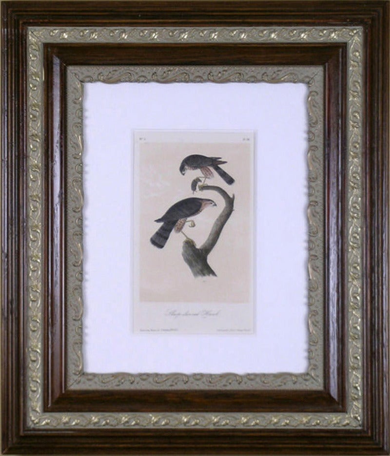 Sharp-shinned Hawk - Print by John James Audubon