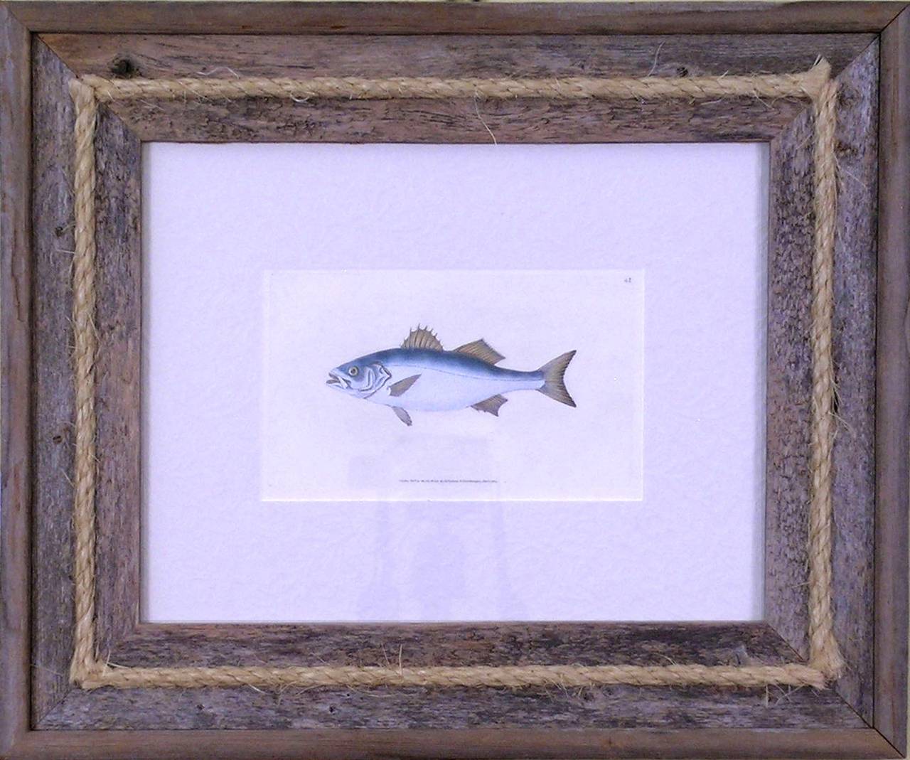 Bass - Print by Edward Donovan