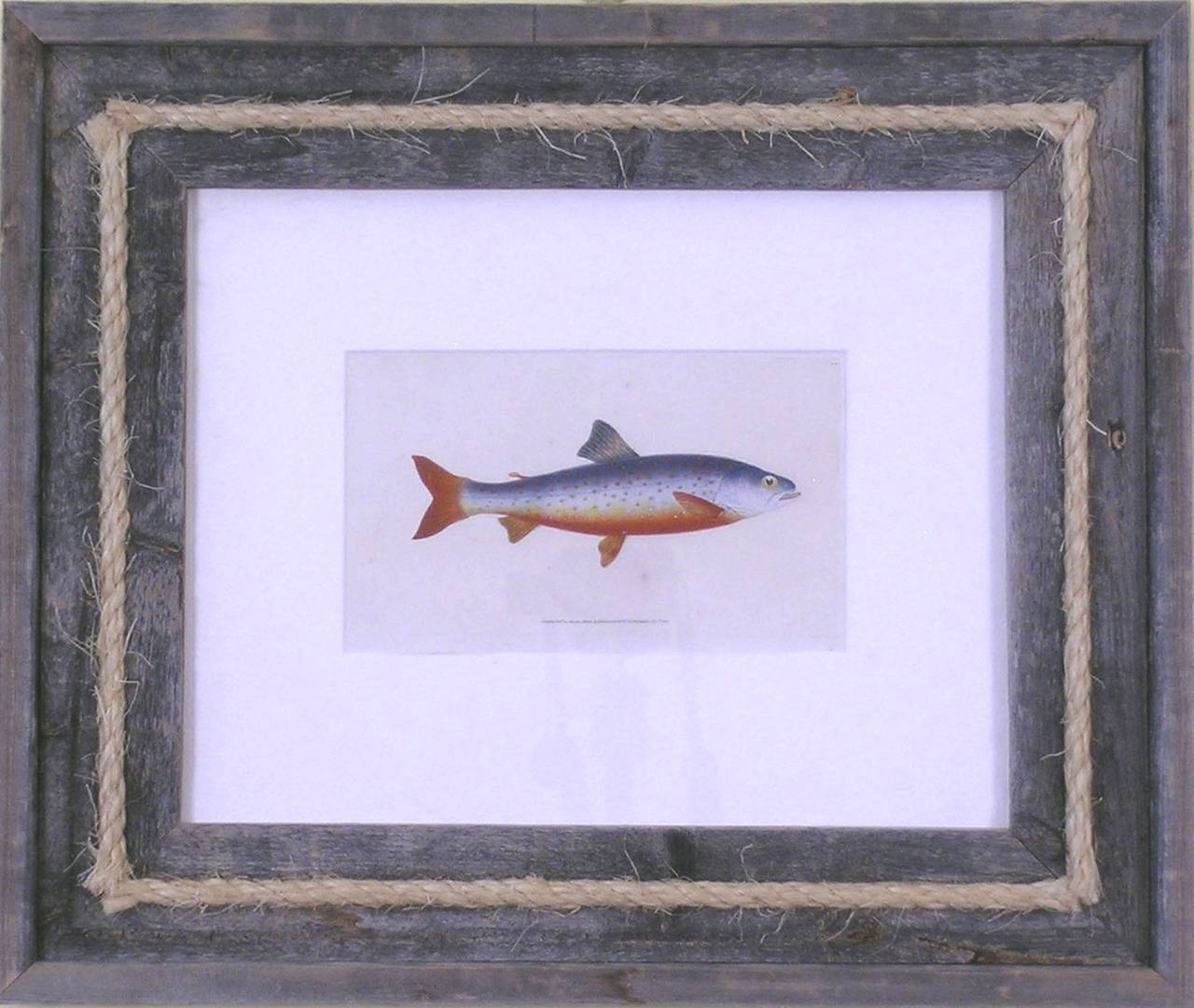 Salmon - Print by Edward Donovan