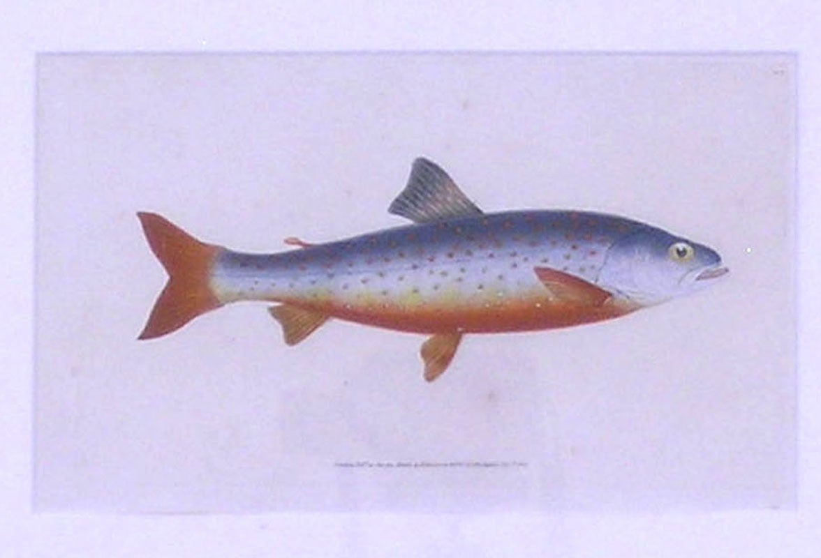 donovan salmon