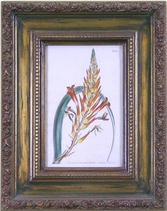 Assiette 856.  Pitcairnia Latifolis.  (Bromeliad)