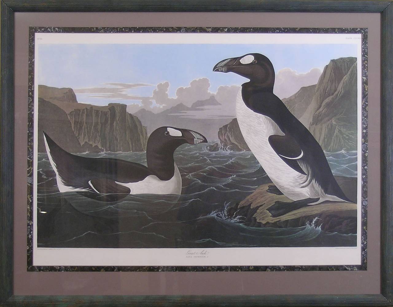 The Great Auk - Print by After John James Audubon