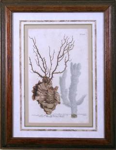 Antique N. 428 Corallus (Coral)