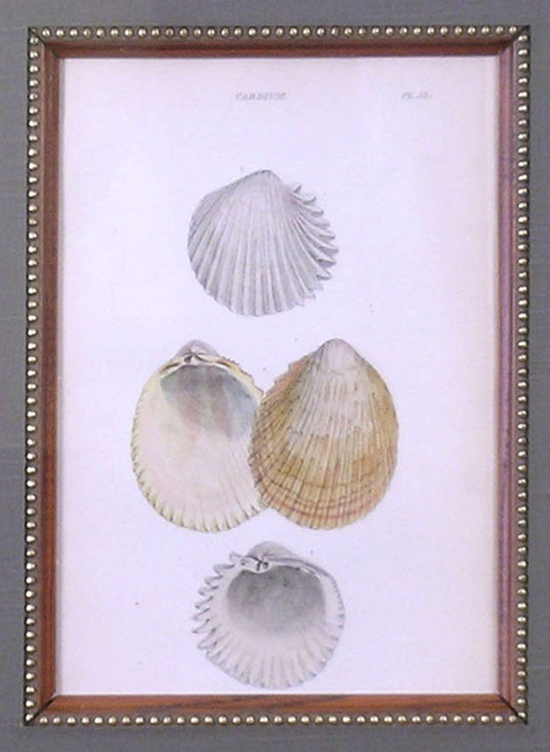 cardium shell