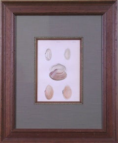 Solen.  Plate 33. (Shells)