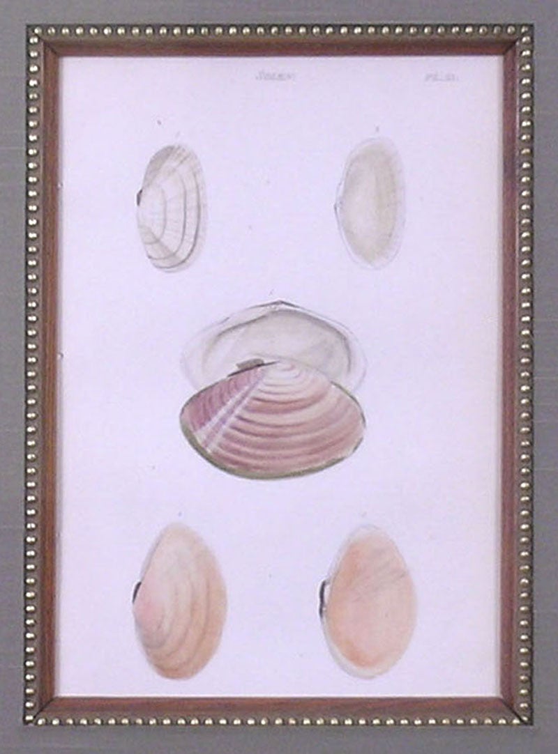 Solen.  Plate 33. (Shells) - Academic Print by William Wood (b.1774)