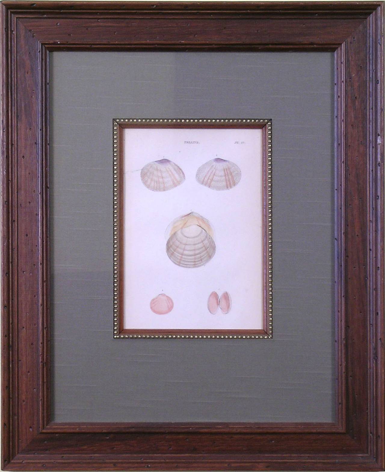 Tellina.  Plate 40 (Shells) - Sculpture by William Wood (b.1774)